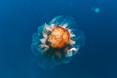 棕海生物照片